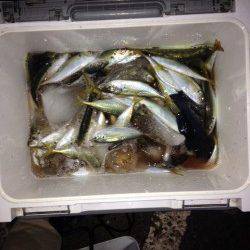 マリーナシティ釣り公園でさびき釣り、アジ80尾★