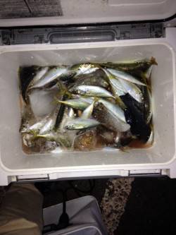 マリーナシティ釣り公園でさびき釣り、アジ8…