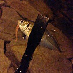 岸和田、仕事終わりアジング　☆1時間で10匹☆