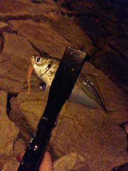 岸和田、仕事終わりアジング　☆1時間で10…