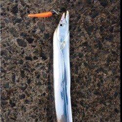 食品コンビナートでワインド、まずめの時間帯でのヒット