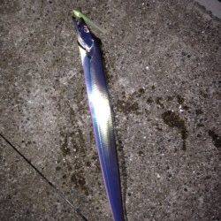 西宮ケーソン　レギュラーサイズ指4本でした♪