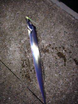 西宮ケーソン　レギュラーサイズ指4本でした♪