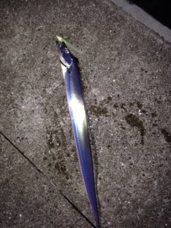 西宮ケーソン　レギュラーサイズ指4本でした…