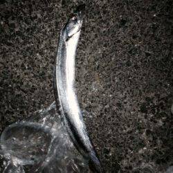 5秒カウントでゆっくりしゃくりが今日のあたり！