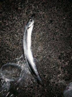 5秒カウントでゆっくりしゃくりが今日のあたり！