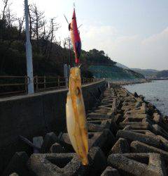 谷川漁港、雨上がりで濁った状況でのエギング釣果
