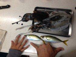 谷川漁港でエギング&アジング、活性高めでした