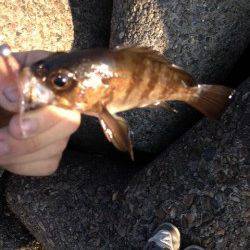 ジグヘッド+ワームで穴釣り、ガシラとハゲを大量に！