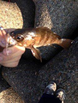 ジグヘッド+ワームで穴釣り、ガシラとハゲを大量に！