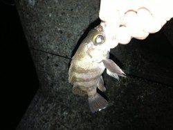 江井ヶ島　アジングは0.5ｇのジグヘッドにちっちゃいワームにのみ反応