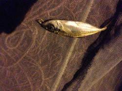 阪南エリアでアジング、コンスタントに釣れ続…