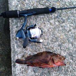 りんくう　テトラ際でアオイソメを使用してのガシラ狙い