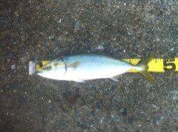 【青物本格化ですね】好調の武庫川一文字でハマチ45㎝