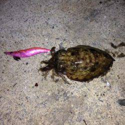 小島でアジングとエギングの釣果