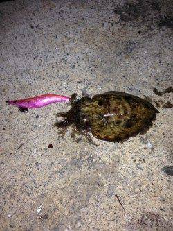 小島でアジングとエギングの釣果