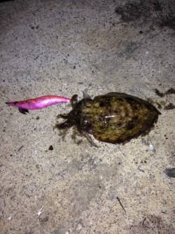 小島でアジングとエギングの釣果