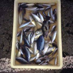 強風注意！和歌山マリーナシティ釣り公園でサビキ釣り