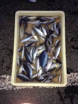 強風注意！和歌山マリーナシティ釣り公園でサ…