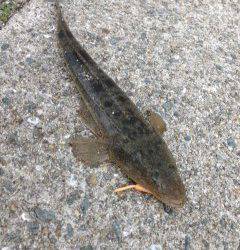 岡田浦漁港、アジングでボトムを攻めてコチの釣果