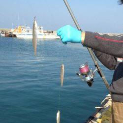 江井でキス絶好調！3連でつれることも！