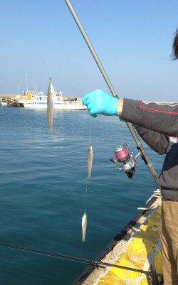 江井でキス絶好調！3連でつれることも！