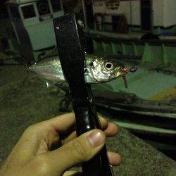 岸和田でアジング、フォールでアタリが集中★