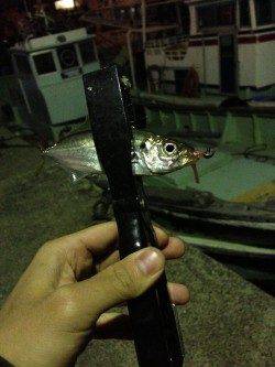 岸和田でアジング、フォールでアタリが集中★