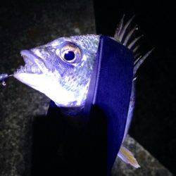 初の南港アジング　ボトムを狙ってキビレ