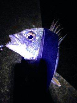 初の南港アジング　ボトムを狙ってキビレ