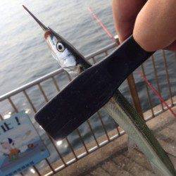 1時間限定で芦屋浜にサヨリを狙いに行きました！