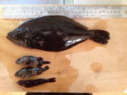 明石港でマムシを使って投げ釣り☆ヒラメが釣…