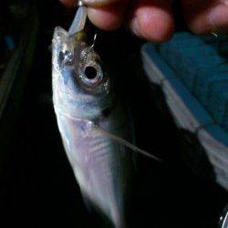 岸和田でのアジング釣果