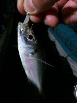 岸和田でのアジング釣果