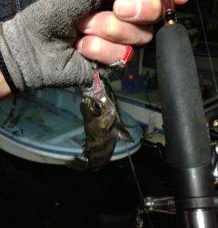 岡田浦漁港でアジング、中層とボトムにバイトが集中！