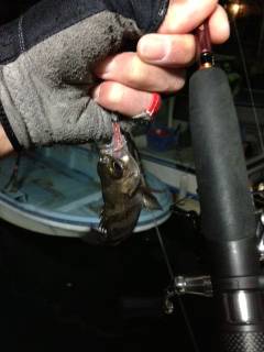 岡田浦漁港でアジング、中層とボトムにバイトが集中！