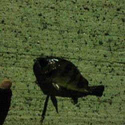 食コンと佐野漁港でアジング