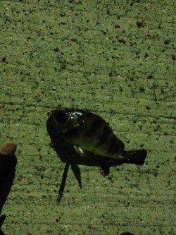 食コンと佐野漁港でアジング