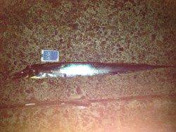 本荘人工島でのタチウオ釣りの釣果