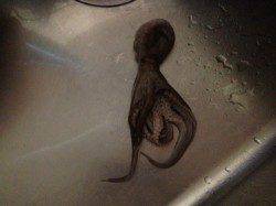 東二見にてエギでイイダコをキャッチ