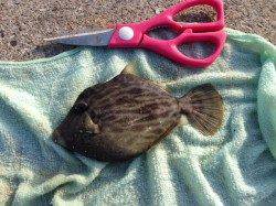 垂水漁港でカワハギ狙い、周りではエギでコウイカも揚がっていました