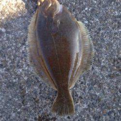 カレイを釣りに須磨にいきました