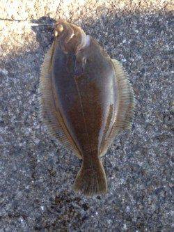 カレイを釣りに須磨にいきました