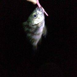 深日漁港でアジ爆釣☆メバルはもう少し後？