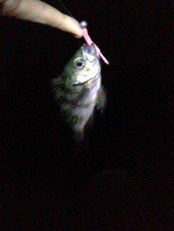 深日漁港でアジ爆釣☆メバルはもう少し後？