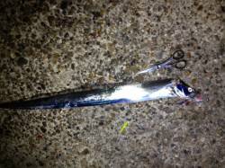 本荘人工島でキビナゴを使って太刀魚釣り、指…