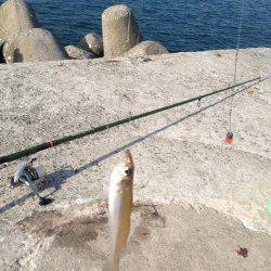 都志、1投目から良型キスがヒット♪