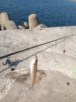 都志、1投目から良型キスがヒット♪