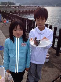 マリーナシティ釣り公園　サビキでアコウ22…