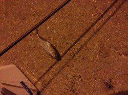 深日漁港でアジング　ワームは派手よりナチュラルが◎